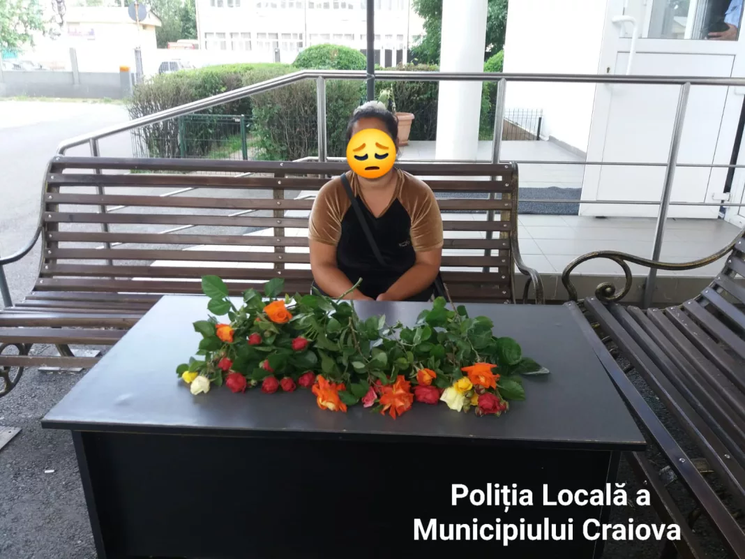 Hoţi de trandafiri, pedepsiţi cu amenzi usturătoare de Poliţia Locală Craiova